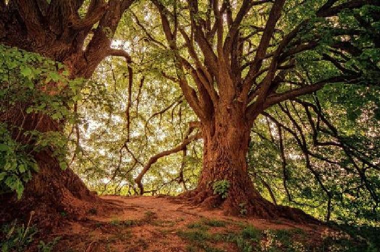 Les pratiques de gestion des forêts sacrées